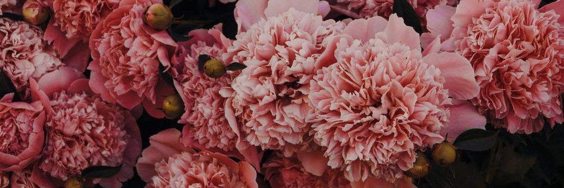 cocoarns's profile banner image