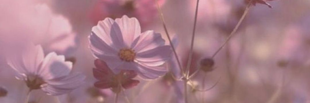 ❤️🌹 banner
