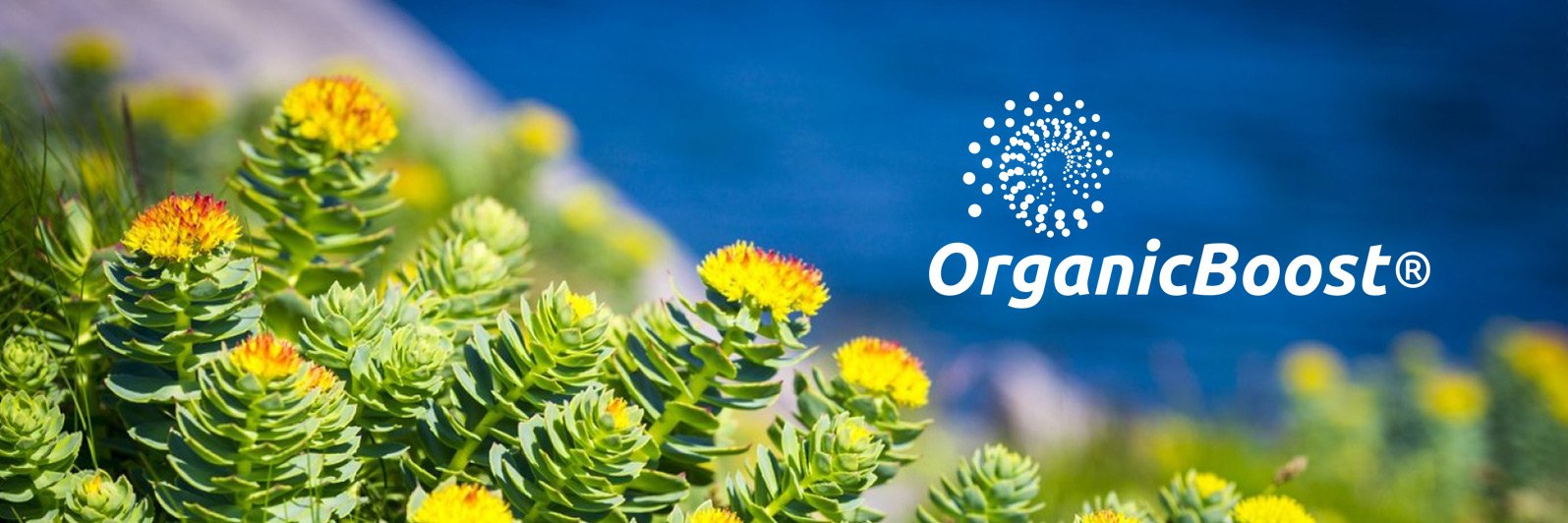 OrganicBoost's profile banner image