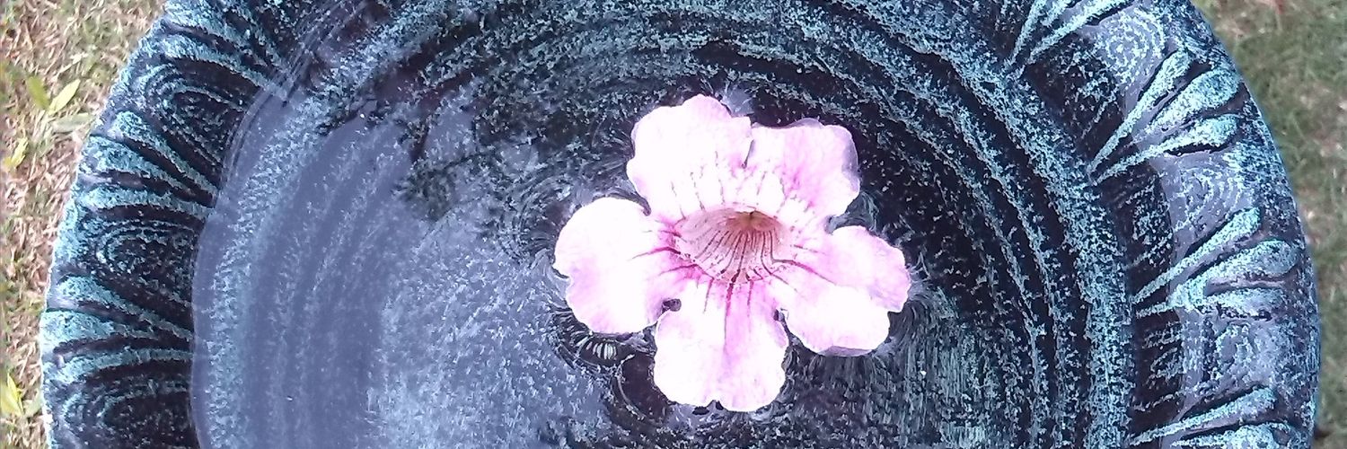 comba_eugenia's profile banner image