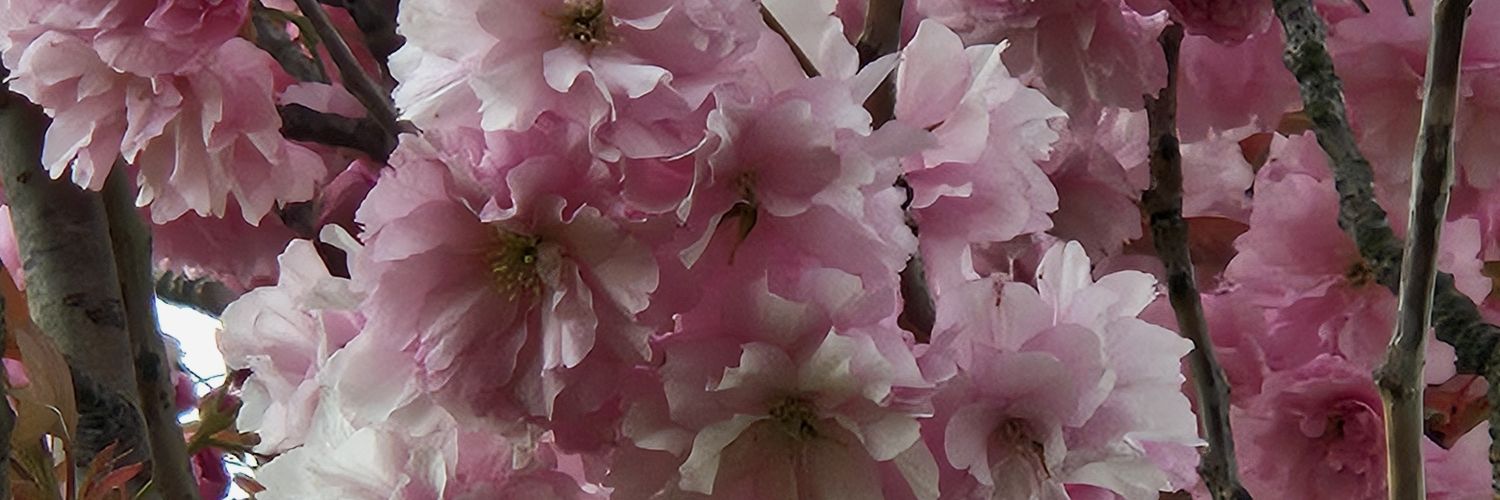 Nitzan Levenberg banner