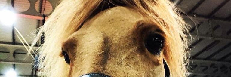 SteveDaShetland's profile banner image