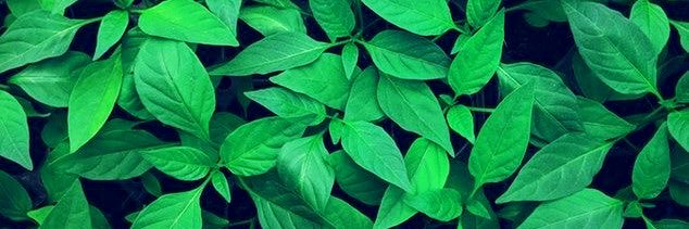 treeandleaves8's profile banner image