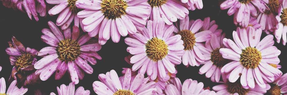 _emylevicc's profile banner image