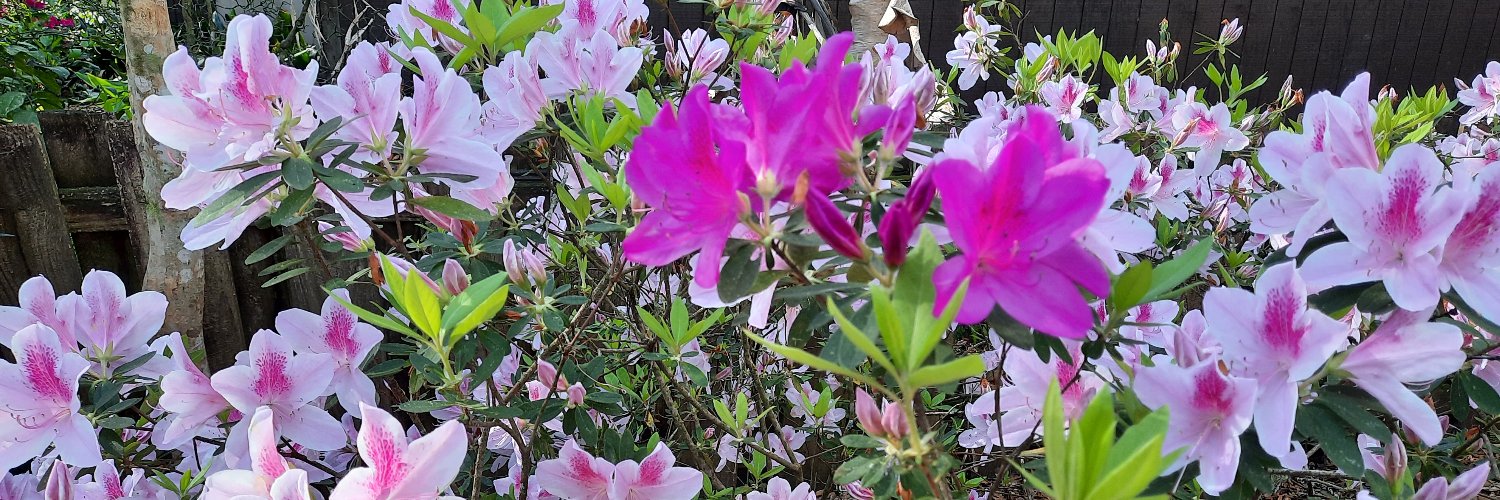 Tanya Koropeckyj-Cox 🇺🇦🌻 banner