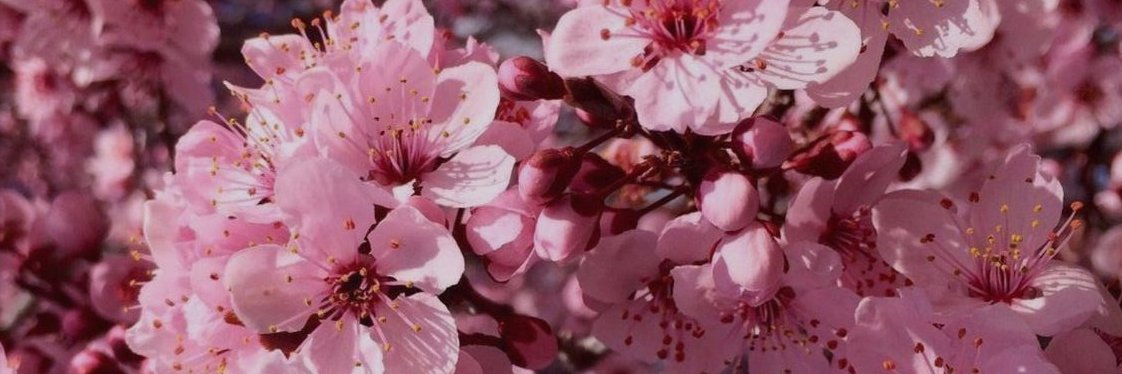 jeritza of the astral clocktower banner