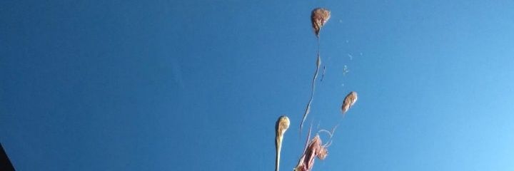 Raybukey's profile banner image