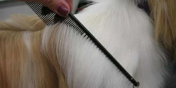 groomalon's profile banner image