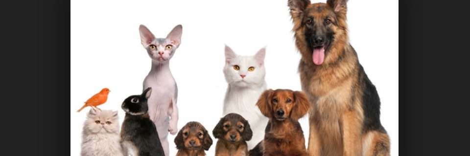 ECUPetHelp's profile banner image