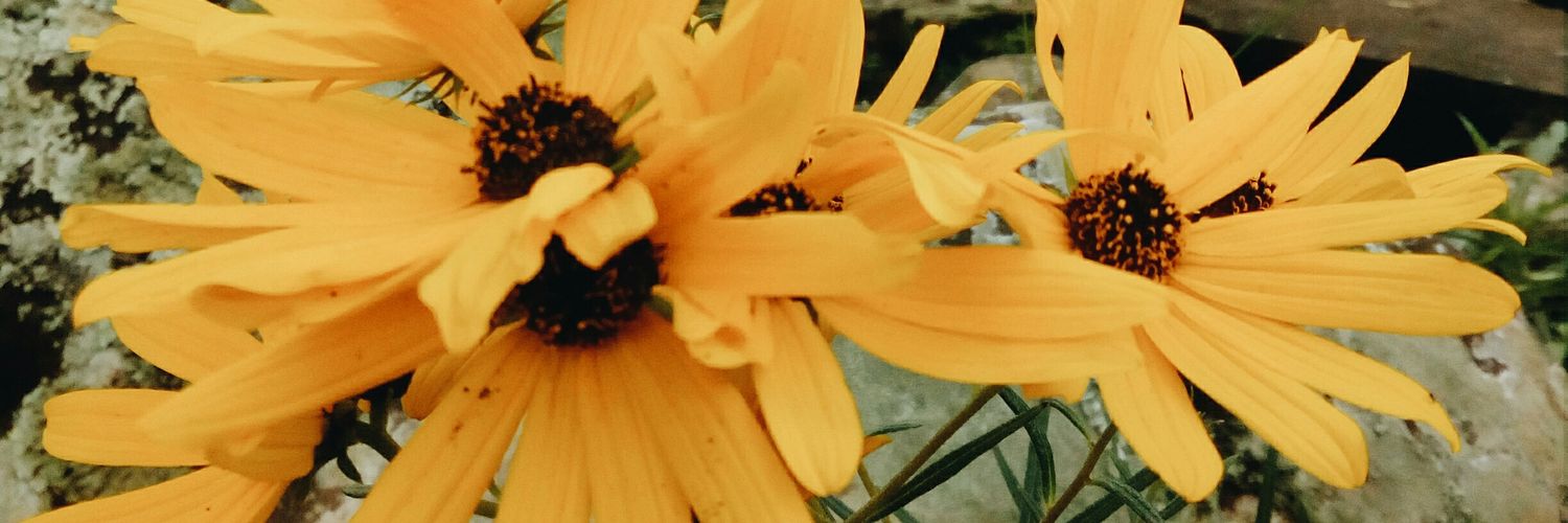 iisdyntt's profile banner image