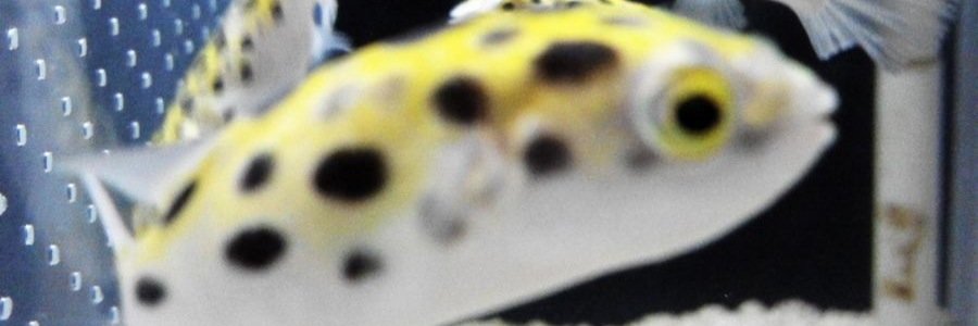 toshihashi2's profile banner image