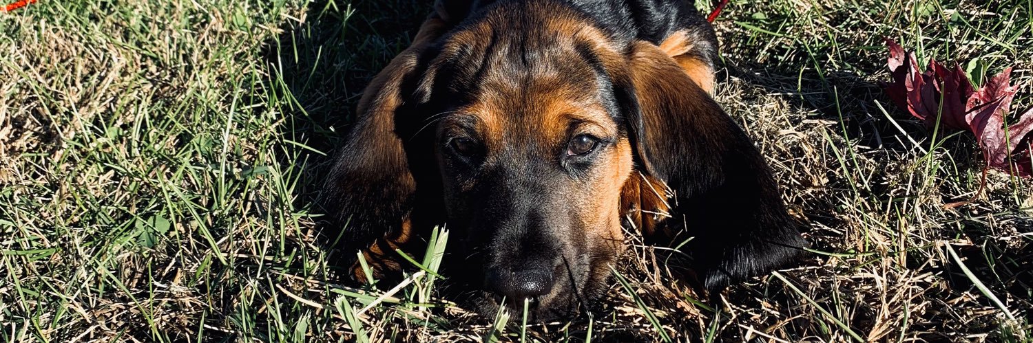 axhlxe's profile banner image