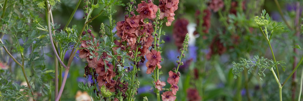 ruth_willmott's profile banner image