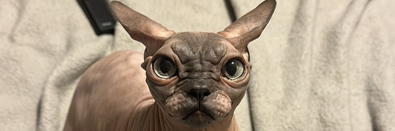 scaryhailey's profile banner image