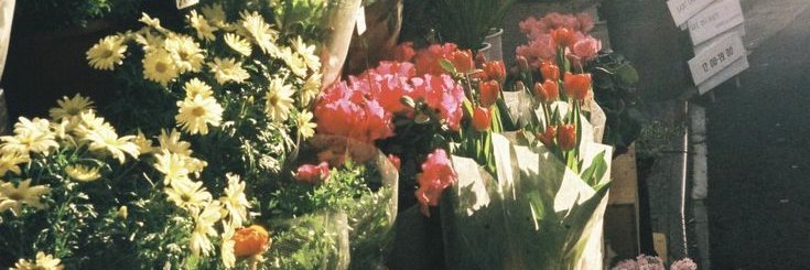 ʝєʟʟʏ. banner