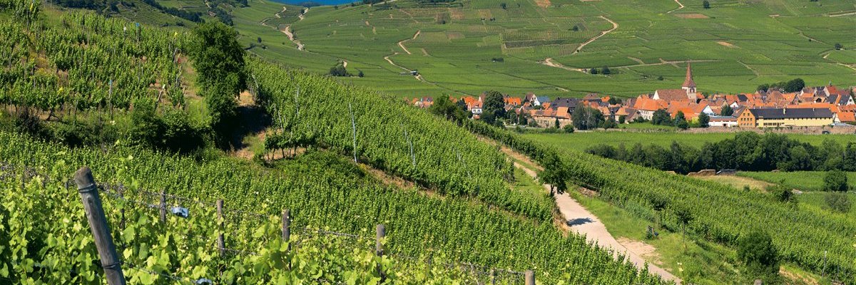 Jérémy Bruno banner