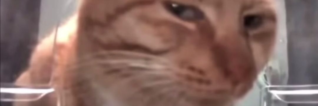 chochomisu's profile banner image