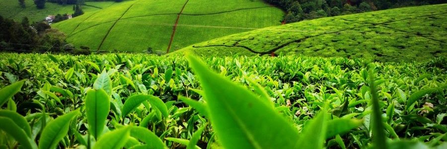 Prof. Albert Einstein banner