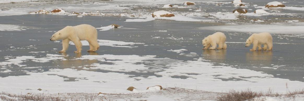 Cassandra Debets banner