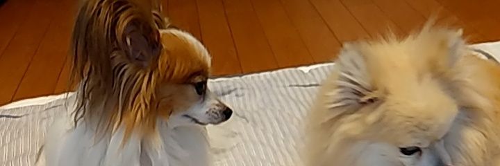 あお♂パピヨン2.3kg（さくらい社労士FP事務所のスタッフ🐶） banner