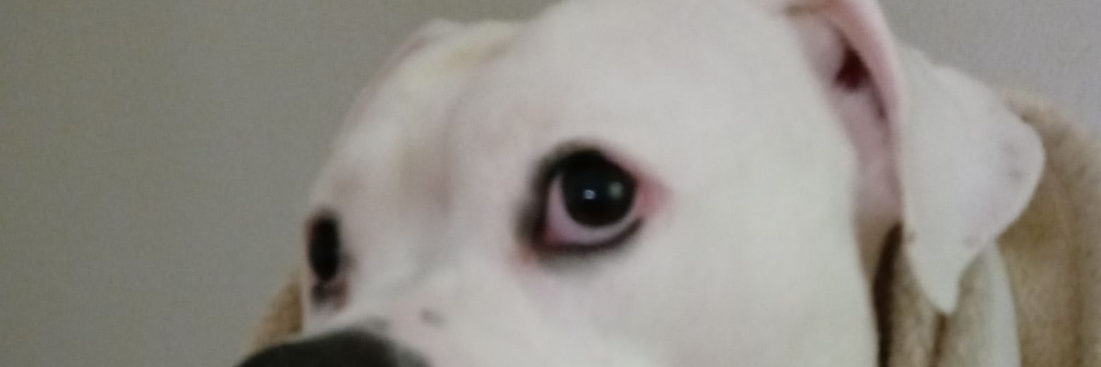 candiembishop's profile banner image