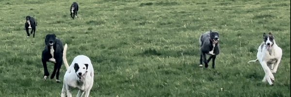 tiptophoncho Profile Banner