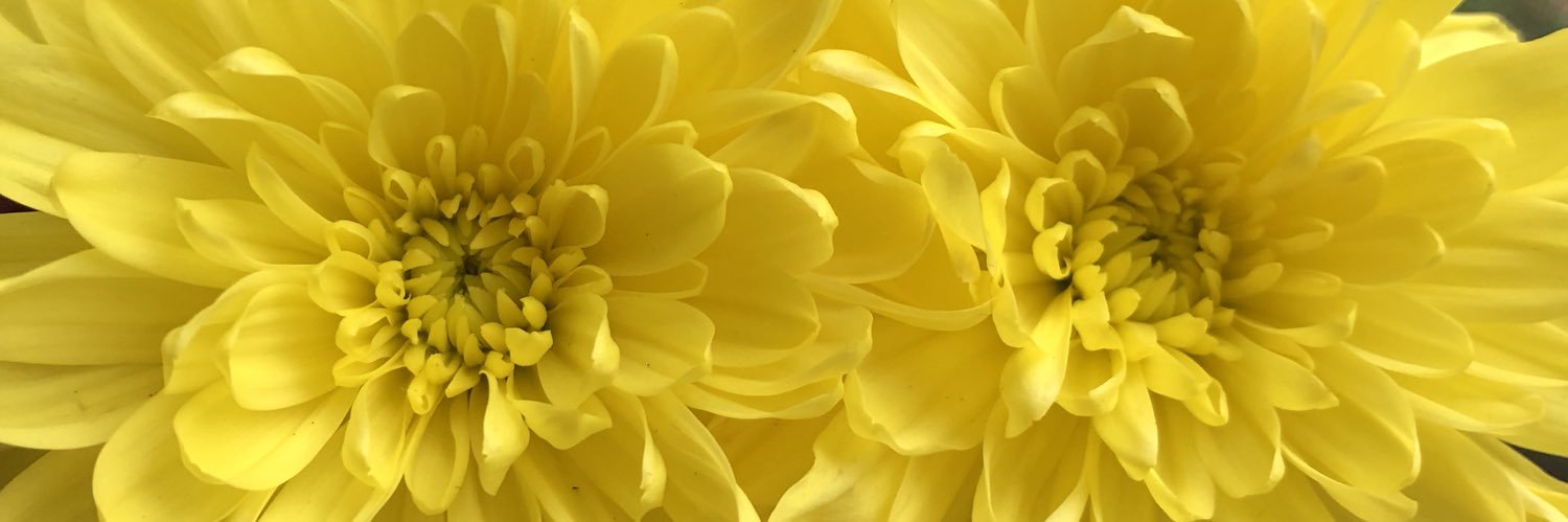 alisonscameron's profile banner image