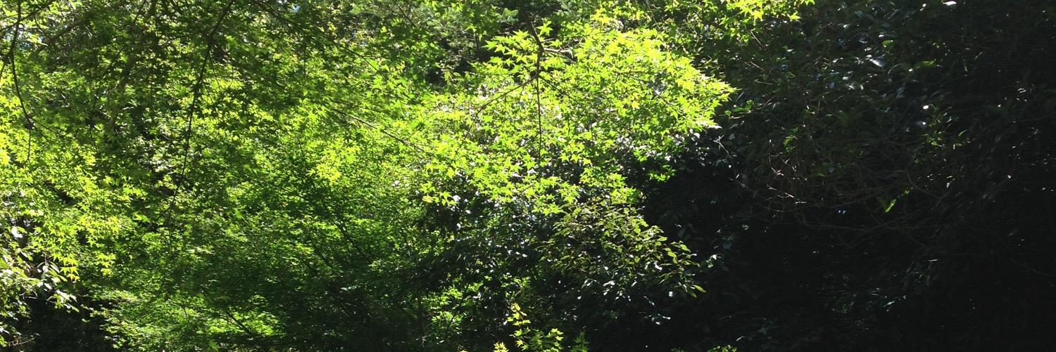 __sen_ri__'s profile banner image