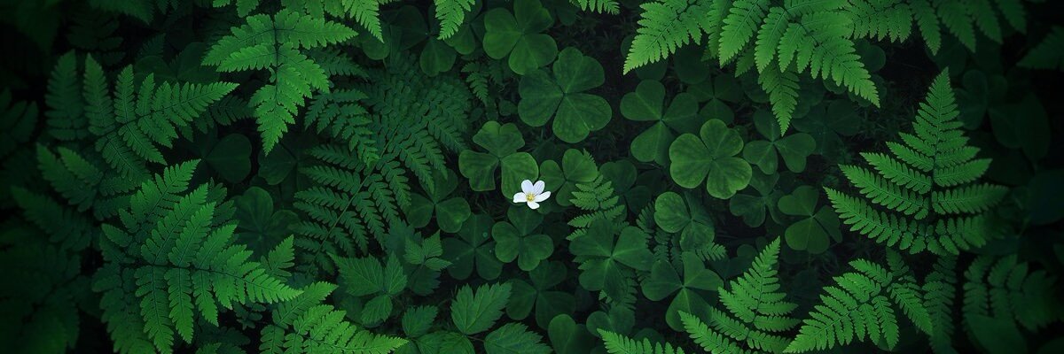 Odomera's profile banner image
