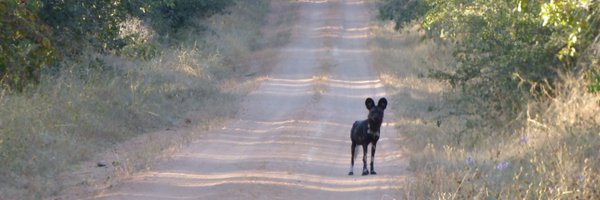 Strampelli Profile Banner