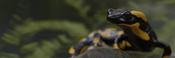 ZackCiminera Profile Banner