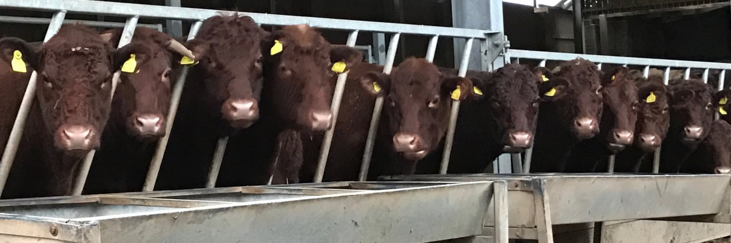 Louise Clarke banner