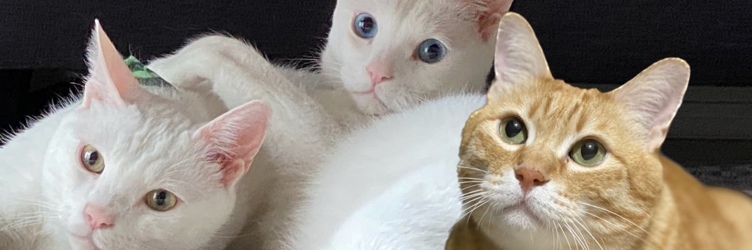adtpawdp's profile banner image
