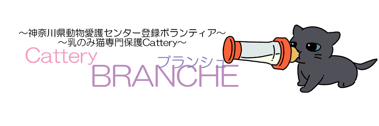 Cattery_Branche's profile banner image