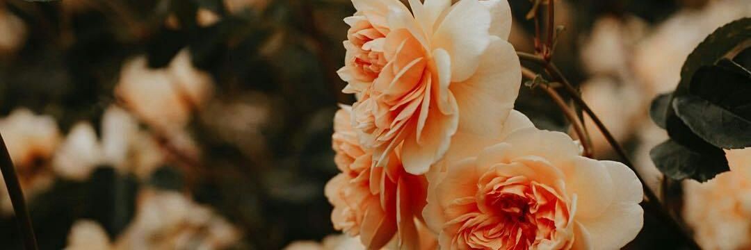 BoraChom's profile banner image