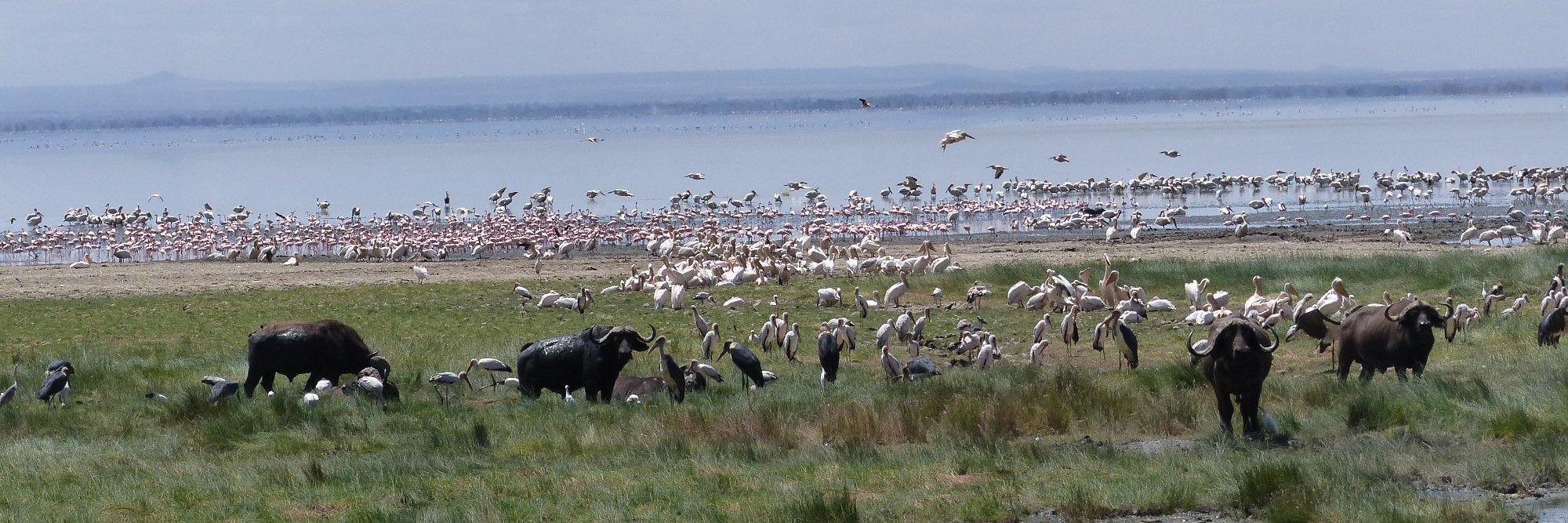 MMU Species Biology & Conservation banner