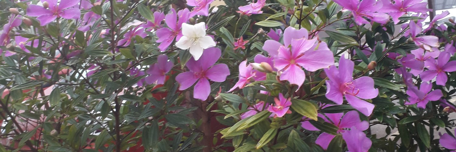 CCavalcante007's profile banner image