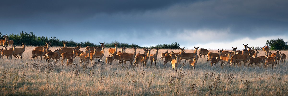 Steve Belasco banner