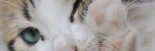 hanamal53's profile banner image