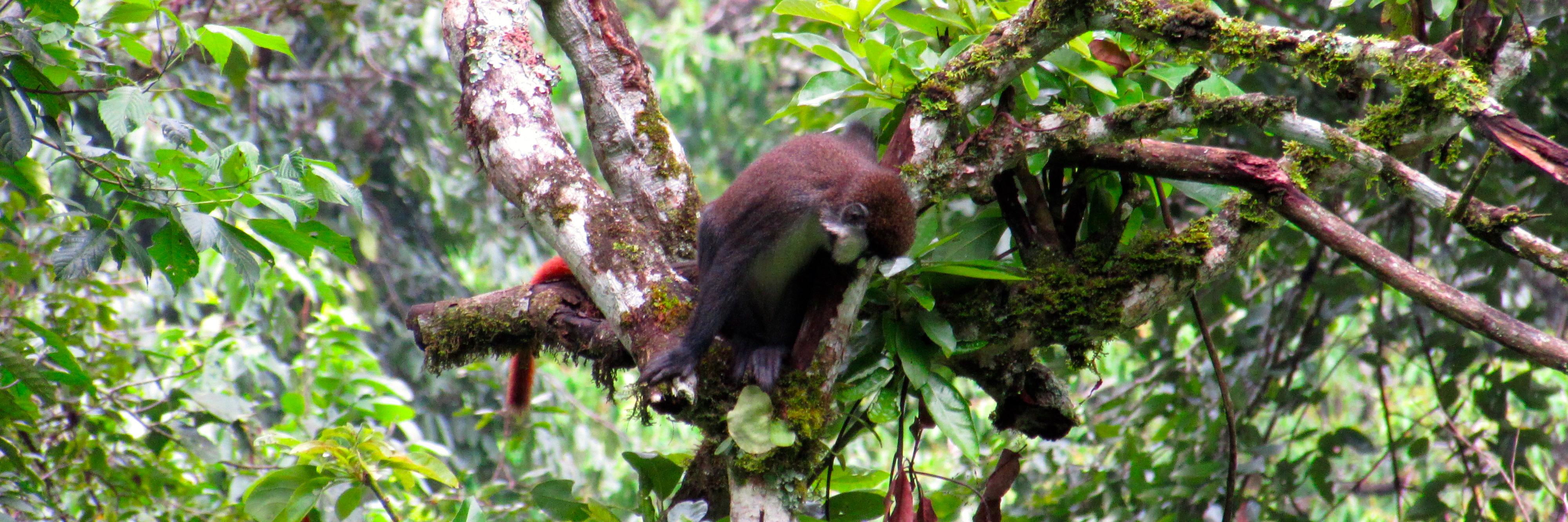 WildlifeNutrition Lab 🐒🌿 banner