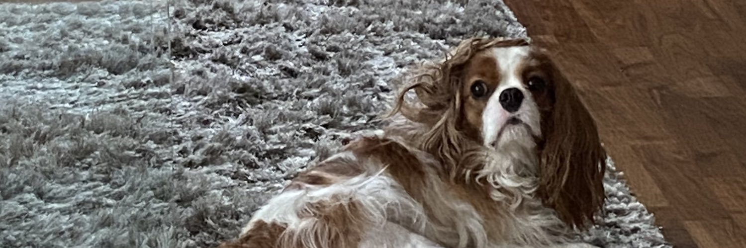 carooolynirj's profile banner image