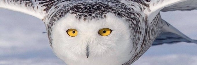 PLymph's profile banner image