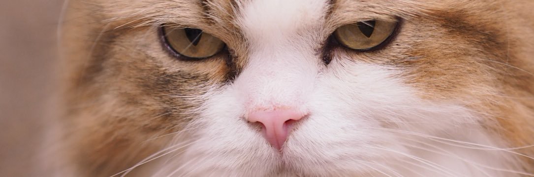 lemoned61's profile banner image