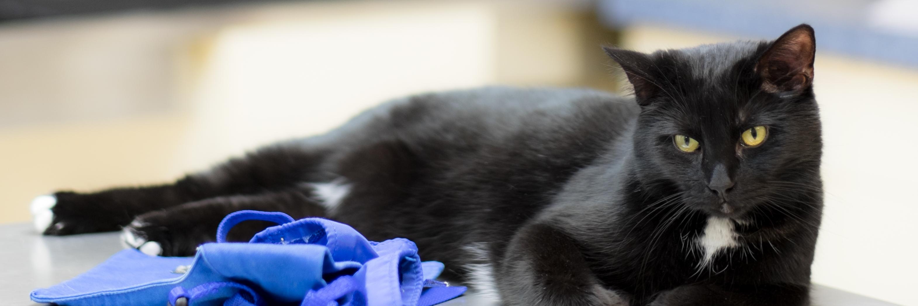 WCVetCenter's profile banner image