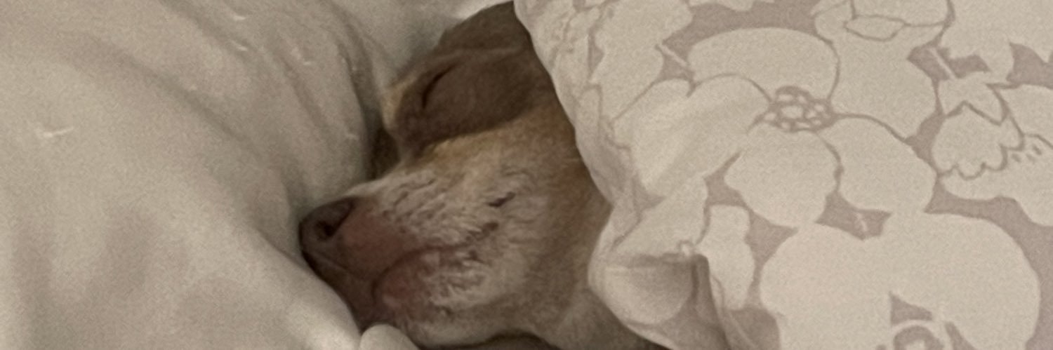 SmolCatxo's profile banner image