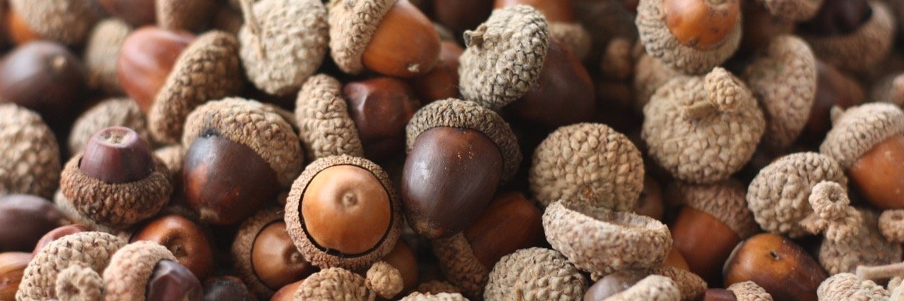 NCSU Squirrels banner