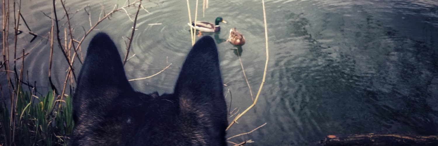 𝔻𝕒𝕟𝕒 𝕄𝕚𝕔𝕙𝕖𝕝𝕝𝕖ッ|| 𝔻𝕩𝕡𝕡𝕪 banner