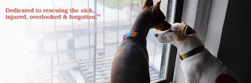ImaginePet's profile banner image