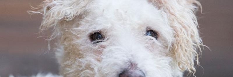 RACHWAT42's profile banner image