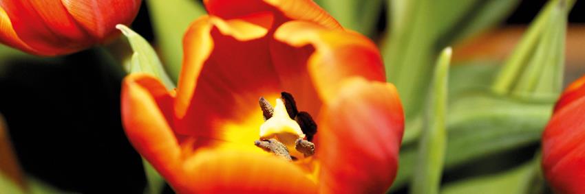 PRTulp's profile banner image